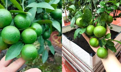 Mẹo trồng chanh trong chậu, bốn mùa sai quả, ăn không hết