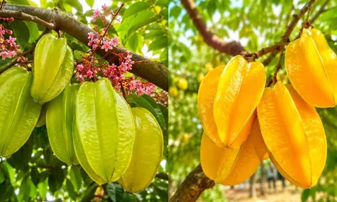 Nên trồng cây khế chua hay khế ngọt? Chọn đúng ngay từ đầu sẽ đỡ mất công chăm sóc