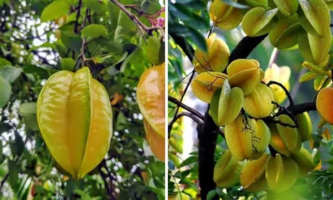 Trống khế chua hay khế ngọt trước nhà thì tốt hơn?