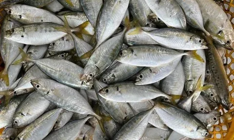 12 loại cá biển phổ biến ở Việt Nam, giàu Omega-3 lại ít ngậm hóa chất, bà nội trợ nên biết để mua về sử dụng