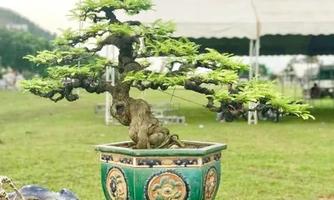 Cây ăn quả quen thuộc lên chậu thành siêu phẩm bonsai, mang ý nghĩa phong thủy tài lộc, có cây giá 10 tỷ đồng
