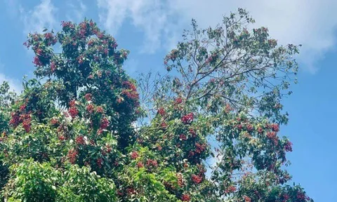 Loại quả xưa chín rụng đầy, nay thành đặc sản được ưa chuộng giá 100.000 đ/kg, trồng một lần thu hoạch nhiều năm