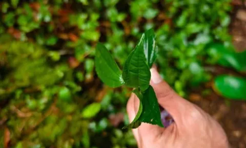 Cây dại mọc bờ rào nay thành đặc sản nổi tiếng, trồng một lần thu hoạch quanh năm, giá 50.000 đồng/kg được ưa chuộng ở thành phố