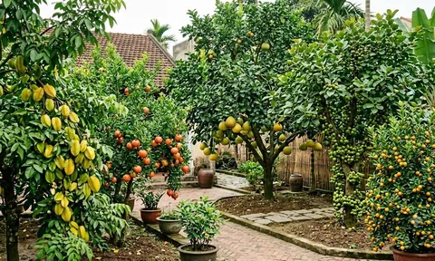 5 cây ăn quả vừa dễ trồng vừa được xem là mang lộc vào nhà