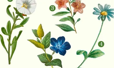 Hãy chọn một bông hoa bạn yêu thích