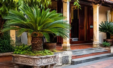 Tại sao người xưa lại thích trồng cây vạn tuế trước nhà?
