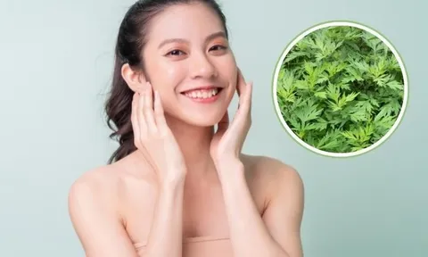 Vì sao ngải cứu được nhiều người sử dụng để chăm sóc da?