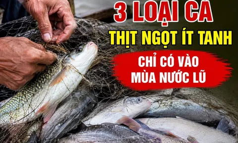 3 loại cá thịt ngọt ít tanh, chỉ có vào mùa nước lũ