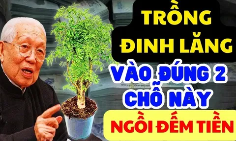 Tại sao nhiều người thích trồng đinh lăng trong nhà?