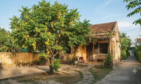 Trong nhà nên trồng khế chua hay khế ngọt? Chọn đúng để "nhàn tênh" chăm sóc, hái quả quanh năm