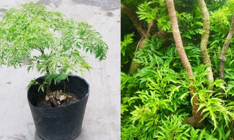 Vị trí trồng cây đinh lăng hút tài lộc, của cải vào nhà