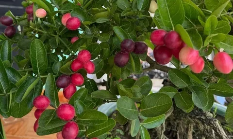 Cây ăn quả quen thuộc lên chậu thành bonsai đẹp lạ, được săn lùng vì ý nghĩa phong thủy, có cây giá chục triệu đồng