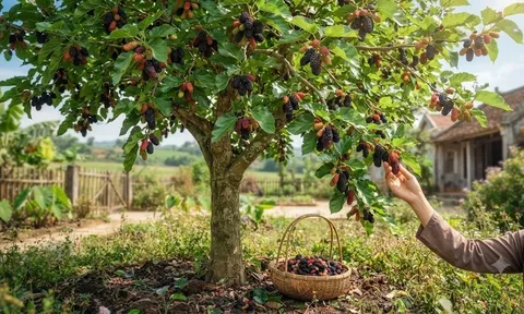3 loại cây "đại kỵ" không nên trồng quanh nhà: "Hút cạn" sinh khí, chặn đứng tài lộc gia chủ!