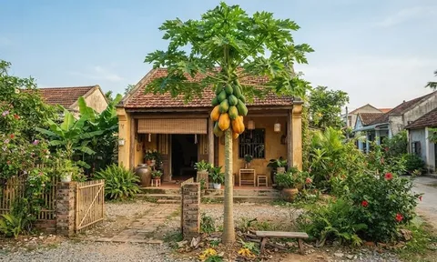 Cây đu đủ: "Biểu tượng vàng" của sự đủ đầy, trồng trước nhà có giúp gia chủ "tiền vào như nước"?