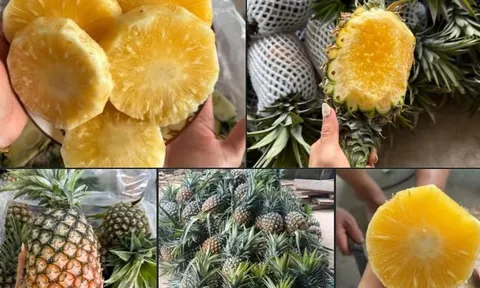 Chọn dứa nhắm trúng điểm này: Mật nhiều, mọng nước