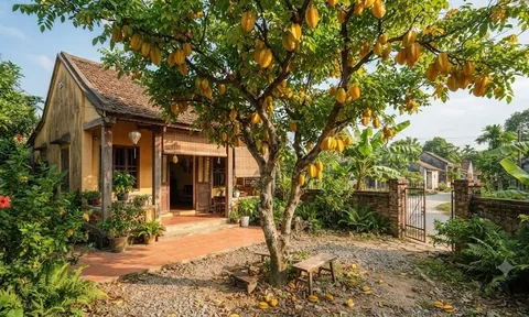 Có nên trồng cây khế trước nhà? Giải mã "bí mật" phong thủy hút tài lộc khiến nhiều người bất ngờ