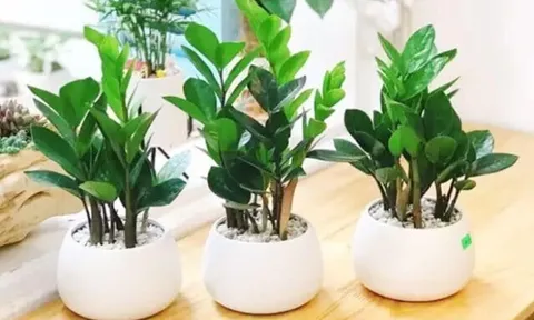 Loại cây nhiều gia đình trồng trong nhà nhằm hút tài lộc, nhưng rất nguy hiểm với sức khỏe nhất là trẻ nhỏ