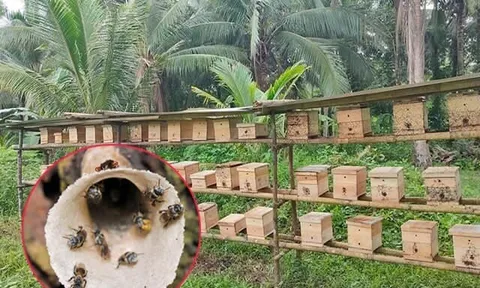 Nuôi loài vật nổi tiếng chăm chỉ, nghe tên thấy "ngượng đỏ mặt", người nông dân vươn lên làm giàu