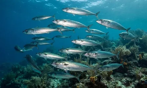 3 loại cá 'bình dân' cực giàu omega-3, chợ nào cũng bán, chuyên gia khuyên ăn thường xuyên