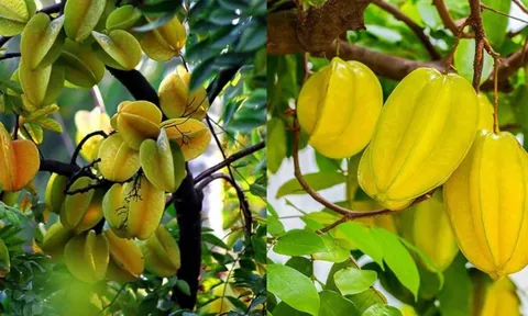 Người mệnh nào nên trồng cây khế để hút lộc vào nhà?