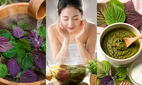 3 cách dùng lá tía tô giúp làm sáng da, hỗ trợ giảm mụn ngoài da và chăm sóc làn da tự nhiên
