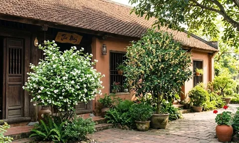 3 loại cây cảnh cho hoa thơm người xưa thích trồng trước nhà: Vừa mang may mắn vừa có giá trị kinh tế