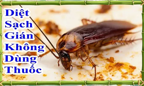 Cách đuổi gián không cần dùng hóa chất