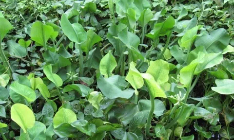 Cây dại mọc bờ mương nay thành đặc sản nổi tiếng, trồng 45 ngày cho thu hoạch, giá 80.000 đồng/kg được ưa chuộng ở thành phố