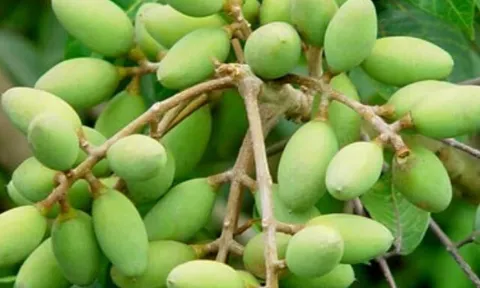 Loại quả xưa chín rụng chỉ dành cho "người nghèo", nay thành đặc sản giá 120.000 đ/kg, trồng một lần thu hoạch nhiều năm