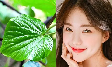 Lá lốt có thực sự giúp cải thiện mụn? Những cách chăm sóc da đơn giản từ nguyên liệu quen thuộc