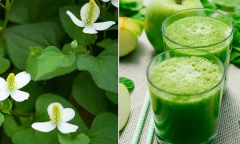 Rau diếp cá trở thành "ngôi sao" trong mỹ phẩm