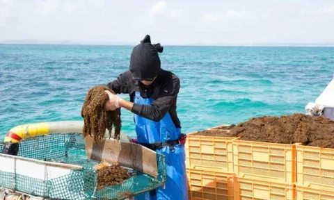 Giải pháp chăm sóc sức khỏe tự nhiên được nhiều người tin dùng