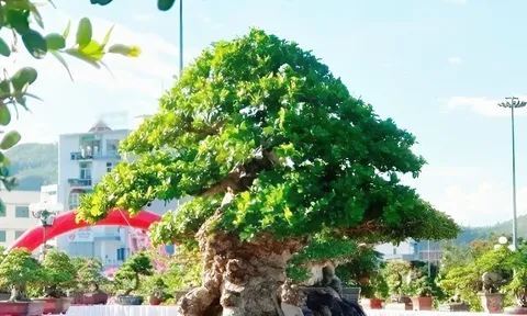 Cây dại ở hàng rào "lên chậu" thành bonsai, có cây hơn 1 tỷ đồng, tỏa mùi thơm đặc biệt và mang lại may mắn