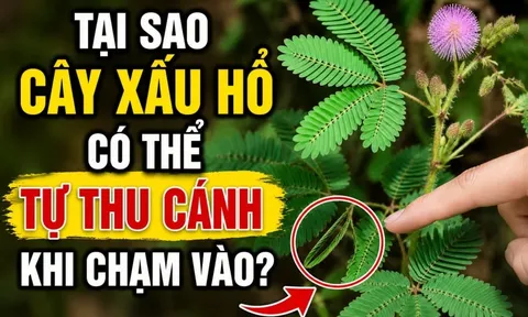 Tại sao cây xấu hổ có thể tự thu cánh khi chạm vào?