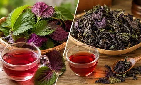 Nước lá tía tô khô và tía tô tươi khác nhau thế nào? Chọn loại nào tốt hơn?