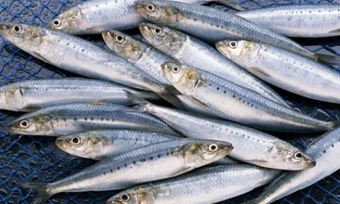 13 loại thuỷ hải sản thân thiện với hệ tiêu hóa, giàu Omega-3 và protein, dễ tìm ở chợ Việt với giá từ 25.000 đ/kg