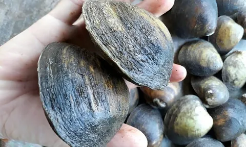 Nuôi loài đặc sản có tên lạ, chỉ ăn phù sa và sinh vật phù du, người dân vùng sông nước vươn lên làm giàu