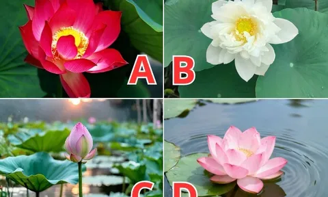 Trắc nghiệm: Vận may nào sắp đến với mẹ bầu trong thời gian tới?