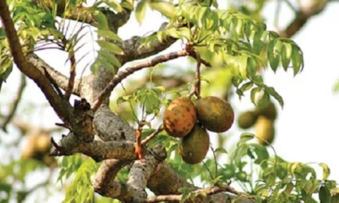 Loại quả mọc bờ rào xưa chín rụng đầy, nay thành đặc sản được ưa chuộng giá 120.000 đ/kg, trồng một lần thu hoạch nhiều năm