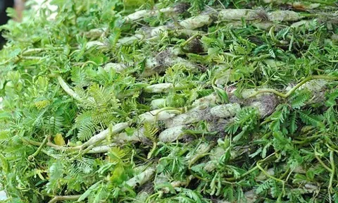 Cây rau dại mọc ở bờ mương, người dân miền Tây trồng một tháng rồi hái bán quanh năm, cải thiện thu nhập