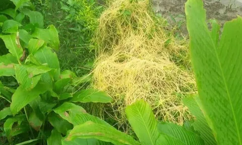 Cây dại mọc bờ rào nay thành đặc sản nổi tiếng, giá 60.000 đ/kg được người thành phố ưa chuộng, thu hái quanh năm