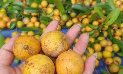 Loại quả xưa chín rụng đầy, nay thành đặc sản ở thành phố giá 80.000 đ/kg, trồng một lần thu hoạch nhiều năm