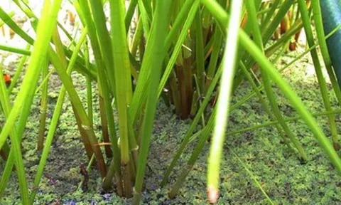 Cây dại mọc bờ mương, nay thành đặc sản trồng 2 tháng cho thu hoạch, giá 70.000 đ/kg được người thành phố ưa chuộng