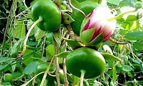 Loại quả xưa chín rụng đầy chỉ dành cho "người nghèo", nay thành đặc sản giá 140.000 đ/kg, trồng một lần thu hoạch nhiều năm