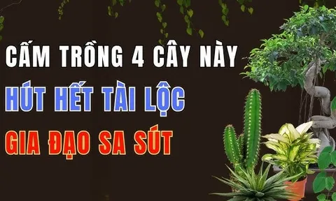 3 loại cây trồng trước nhà phá tài: Cây càng xanh người càng suy