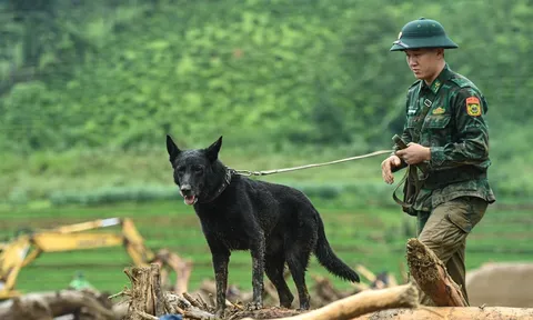 "Chiến binh" bốn chân Zavo: Chú chó nghiệp vụ bền bỉ trên những hành trình tìm kiếm sự sống