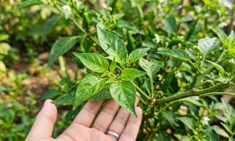 Đừng chỉ dùng quả ớt: Phần lá cũng là "kho dinh dưỡng" mà nhiều người bỏ qua