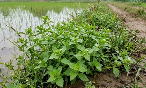 Loại rau mọc đầy bờ ruộng, tên nghe lạ nhưng có tác dụng lợi tiểu, chống viêm ít người biết
