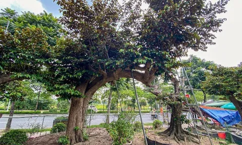 Cây ăn quả ở quê "lên chậu" thành bonsai đẹp lạ, mang ý nghĩa phong thủy đặc biệt, có cây giá 3 tỷ đồng