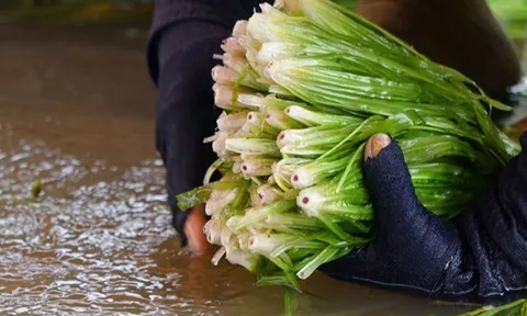 Cây dại mọc bờ mương nay thành đặc sản nổi tiếng, trồng 45 ngày cho thu hoạch, giá 60.000 đồng/kg được người thành phố ưa chuộng